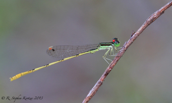 Ischnura hastata, male